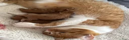 Mixed Breed cats for sale: Beautiful fluffy ginger kittens  - Advert 18