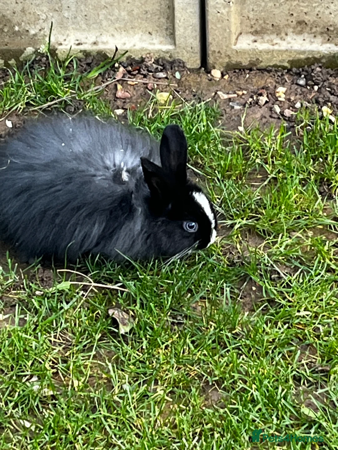 Mixed Breed rabbits for sale: Lion head mix  in Uxbridge - Advert 7