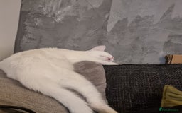 Mixed Breed cats for sale: White female cat looking for a home - Image 4