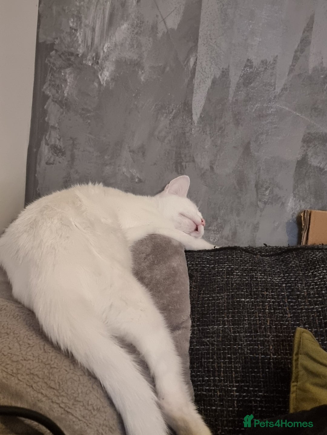 Mixed Breed cats for sale: White female cat looking for a home - Image 4