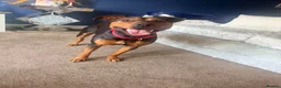 Mixed Breed dogs for sale: Puppy for rehome - Advert 2