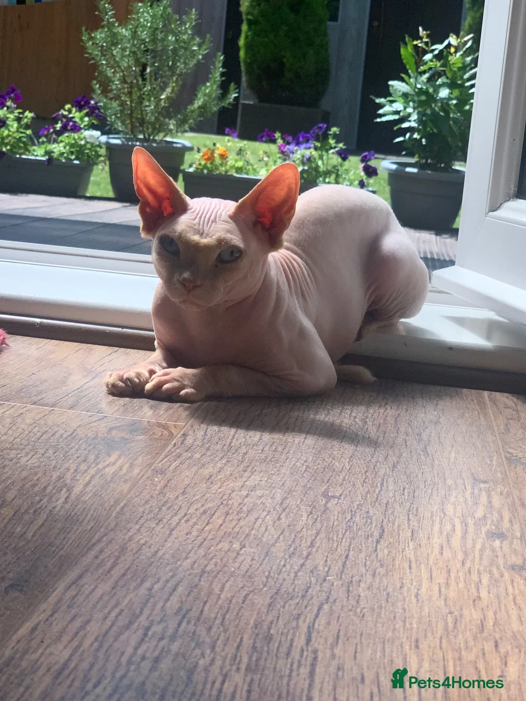 Sphynx cats for sale: White Blue Eyed 2 yo Male Sphinx in Northampton - Advert 2
