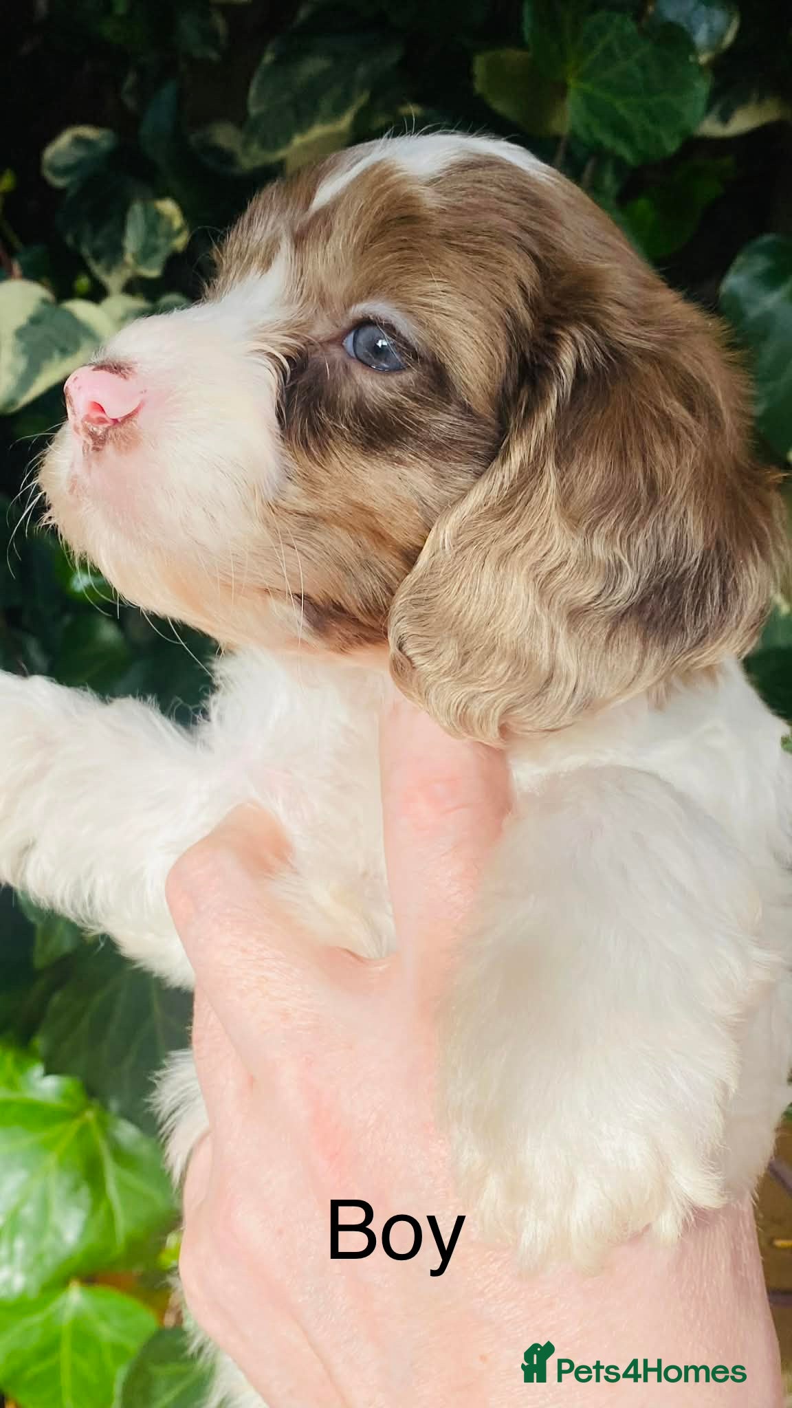 Sproodle dogs 🐶💕Adorable Sprockerpoo Puppies🐶💕 - Advert 1