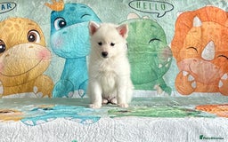 Pomsky dogs for sale: perfect husky markings micro Pomsky puppies  - Image 14