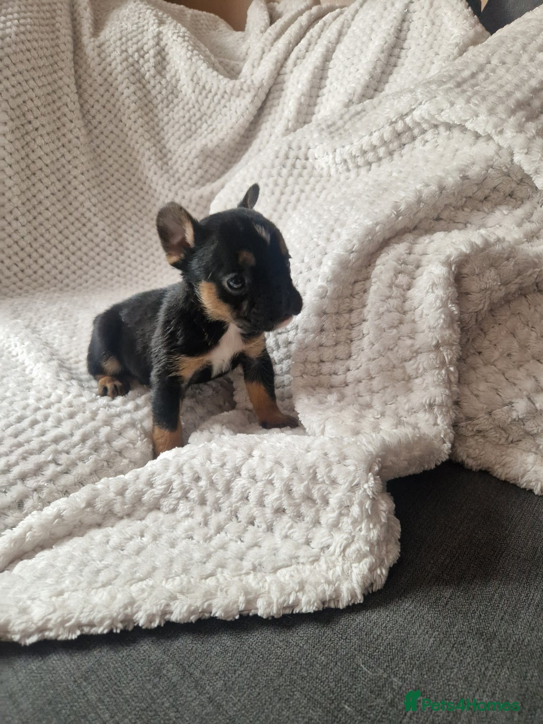 Mixed Breed dogs for sale: Beautiful Mini - Bull pups for sale  - Image 3