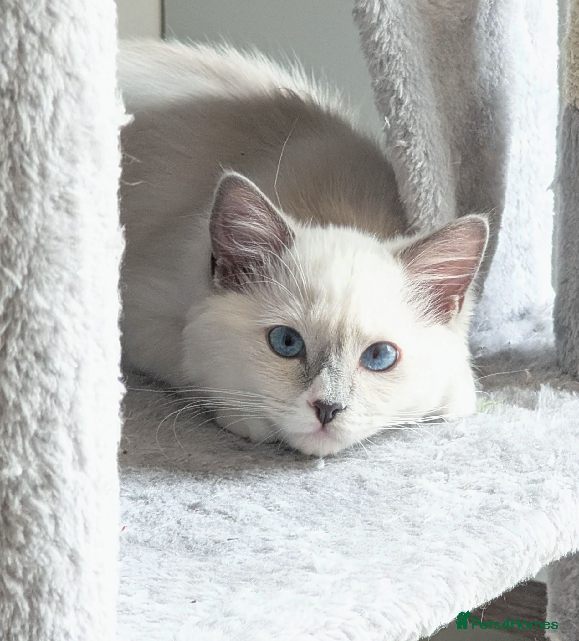 Ragdoll cats RTG!TICA,Champ,pedigree Ragdoll kitten  - Advert 17