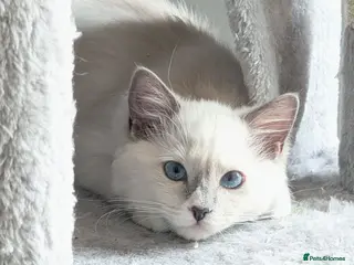 Ragdoll cats RTG!TICA,Champ,pedigree Ragdoll kitten - Advert 17