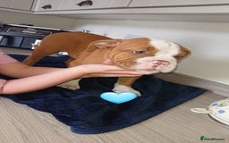 Old Tyme Bulldog dogs for sale: Old Tyme Bulldog pups 9 weeks  - Image 12
