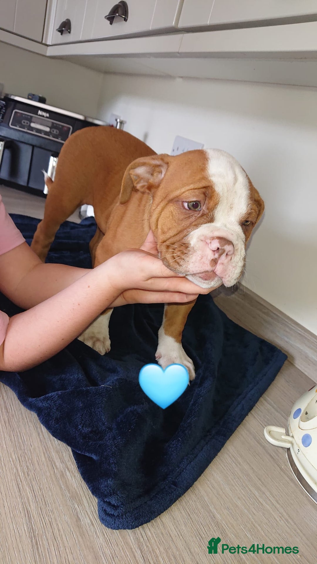 Old Tyme Bulldog dogs for sale: Old Tyme Bulldog pups 9 weeks  - Image 12
