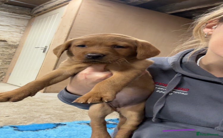 Labrador Retriever dogs - Advert 15
