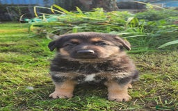 German Shepherd dogs for sale: KC reg German Shepherd Puppies - Family dogs - Image 2