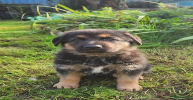 German Shepherd dogs - Advert 14