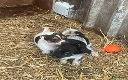 Jack Russell dogs for sale: Jack Russell puppies - Image 10