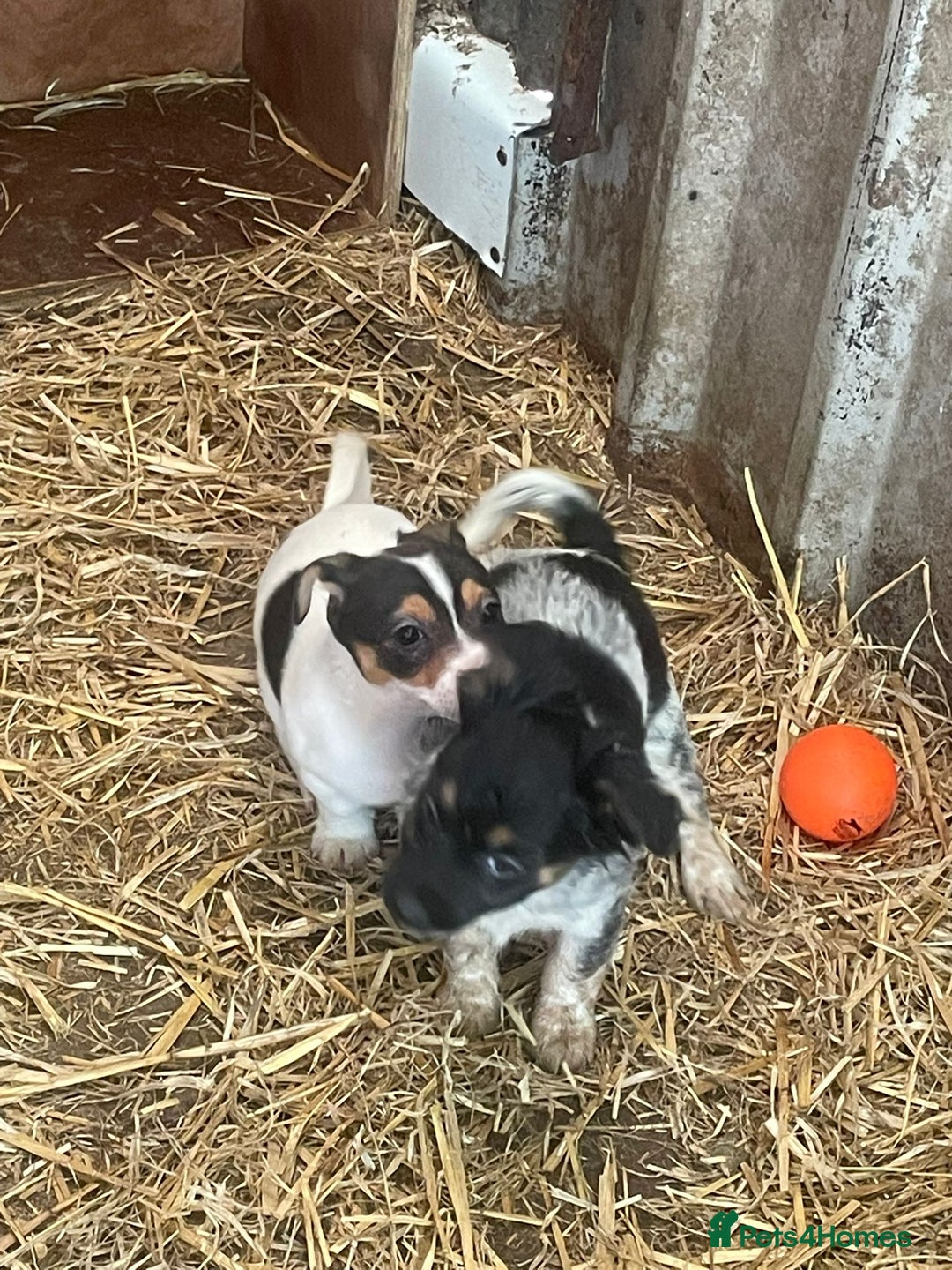 Jack Russell dogs for sale: Jack Russell puppies - Image 10