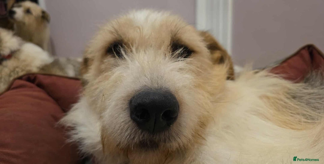 Mixed Breed dogs for adoption: Hershey & Harley 💙 still Waiting - Advert 6