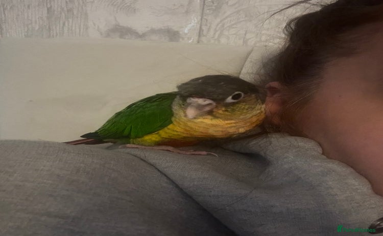 Conures birds - Advert 1