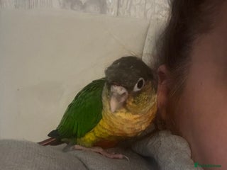 Conures birds - Advert 4