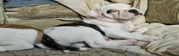 Alapaha Blue Blood Bulldog dogs for sale: Stunning Male IABBR Alapaha puppies - Advert 11