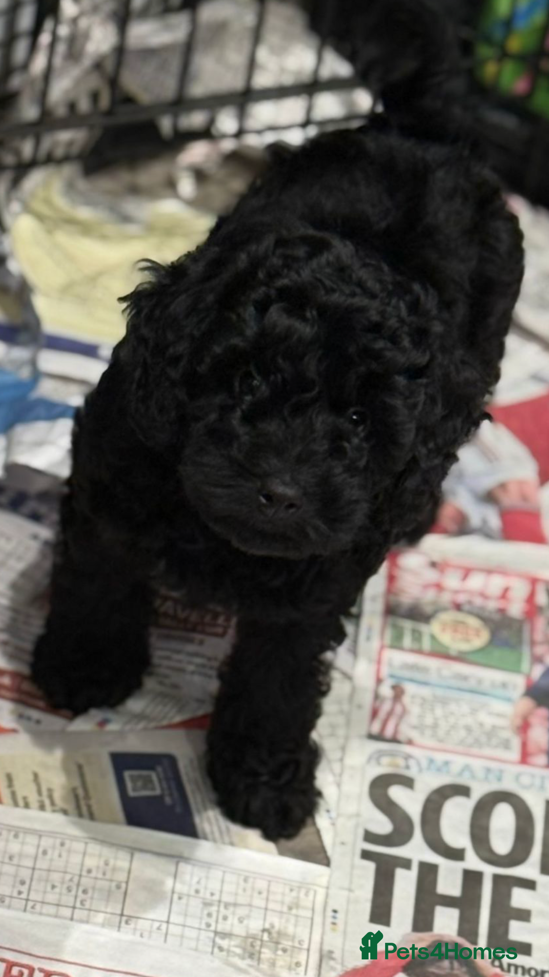 Cockapoo dogs F1 Cockapoo’s - Advert 3