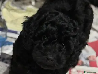 Cockapoo dogs F1 Cockapoo’s - Advert 3