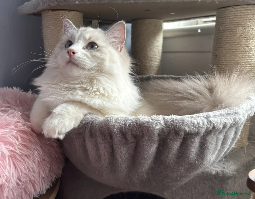 Ragdoll cats for sale: Two The last Boys Pedigree Ragdoll  Available - Advert 15