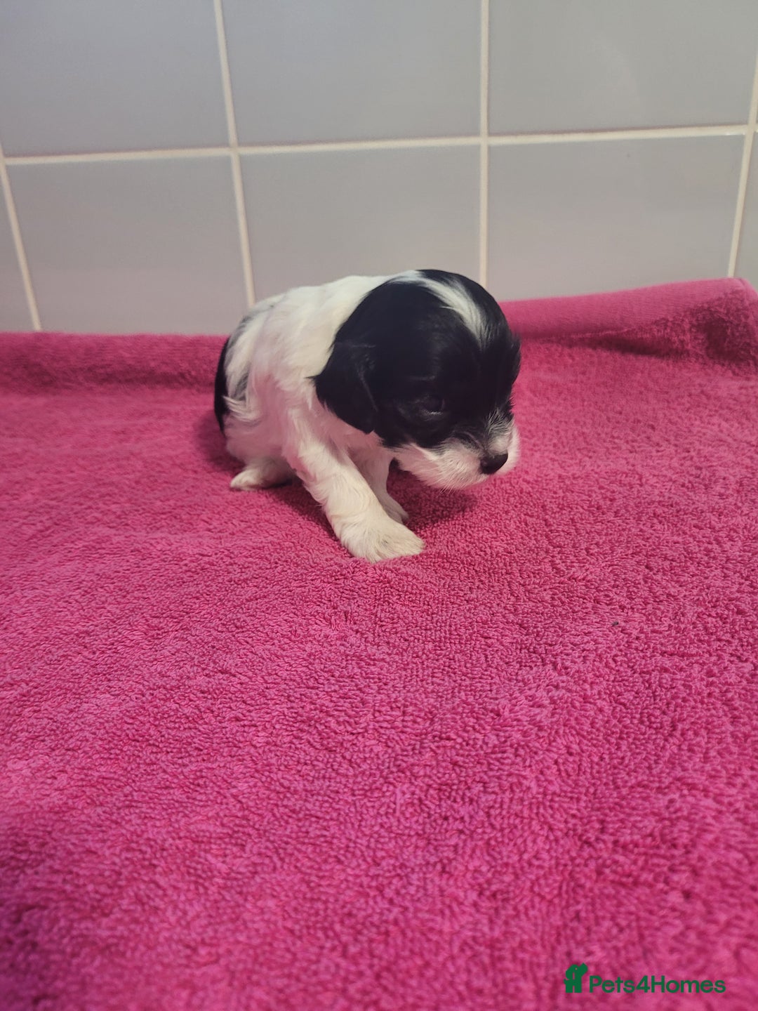 Mixed Breed dogs for sale: Cockapoo x shihpoo - Advert 3