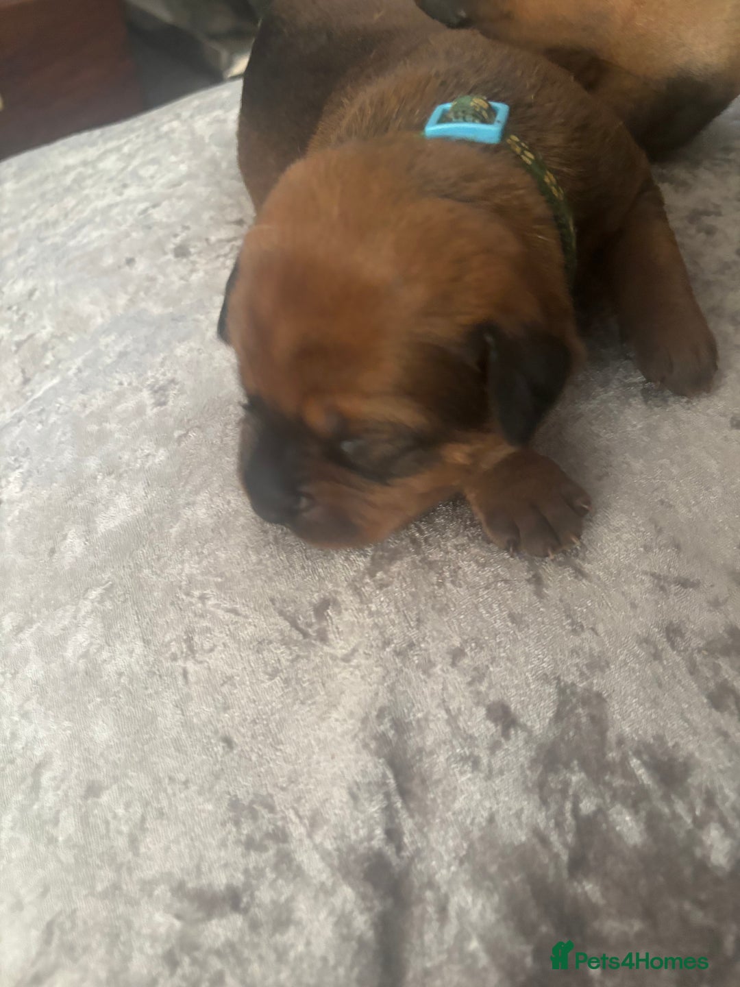 Mixed Breed dogs for sale: My surprise litter - Advert 10