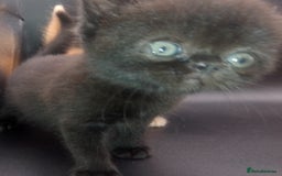 Exotic cats for sale:  Exotic British shorthair  - Image 12