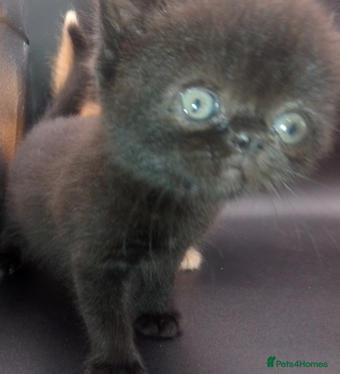 Exotic cats for sale:  Exotic British shorthair  - Image 12