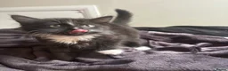 Mixed Breed cats for sale: 3 Blue and Black Mixed breed kittens for sale in Banstead - Advert 5