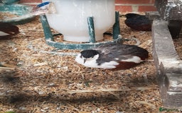 Quail poultry for sale: Male Button & Painted quail - Image 2