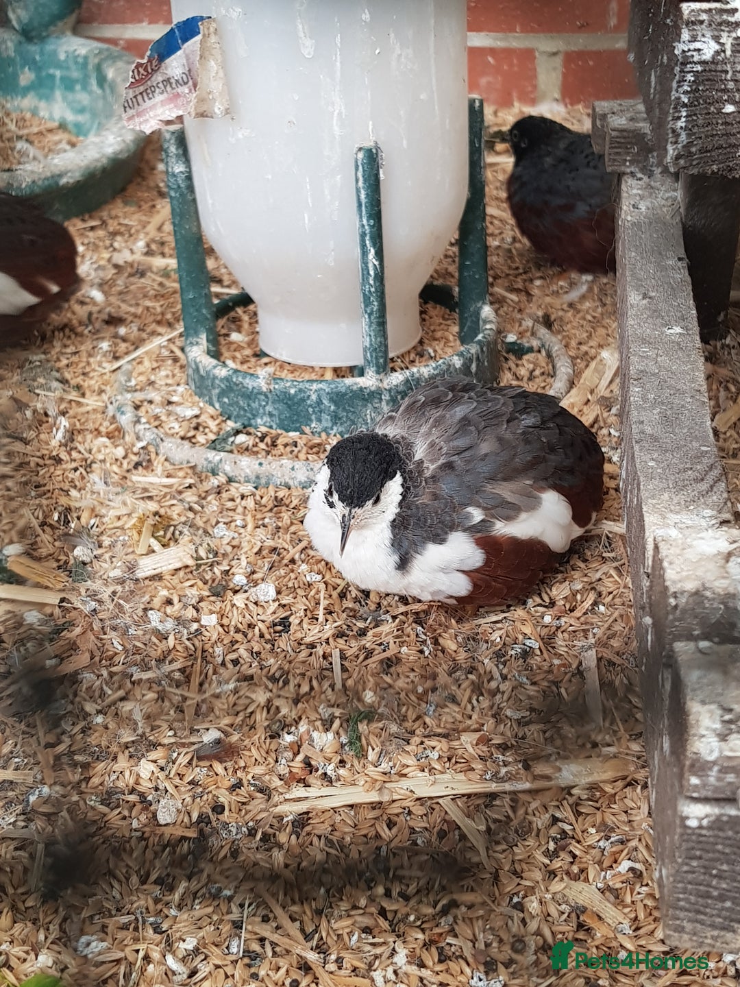 Quail poultry for sale: Male Button & Painted quail - Image 2