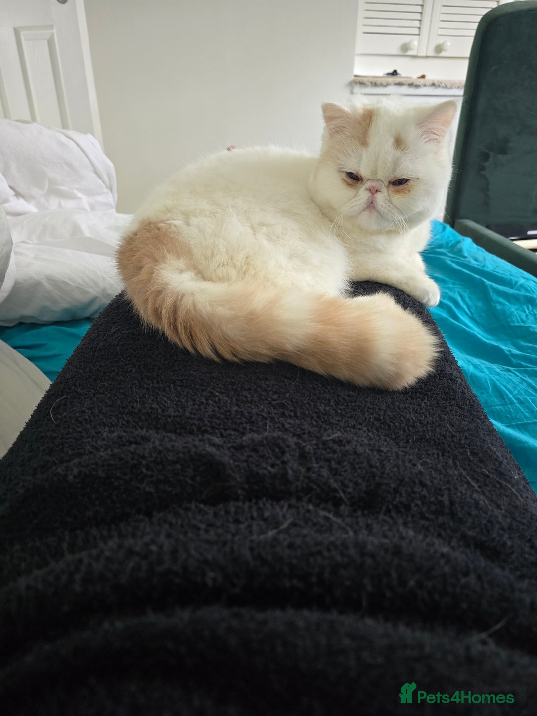 Exotic cats for sale: Stunning Rare Cream Van ESH Male - Image 5