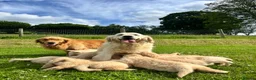 Golden Retriever dogs for sale: Beautiful KC Golden Retriever Puppies - Advert 3
