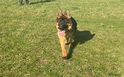 German Shepherd dogs for sale: 25 years experience breeding German Shepherds  - Image 1