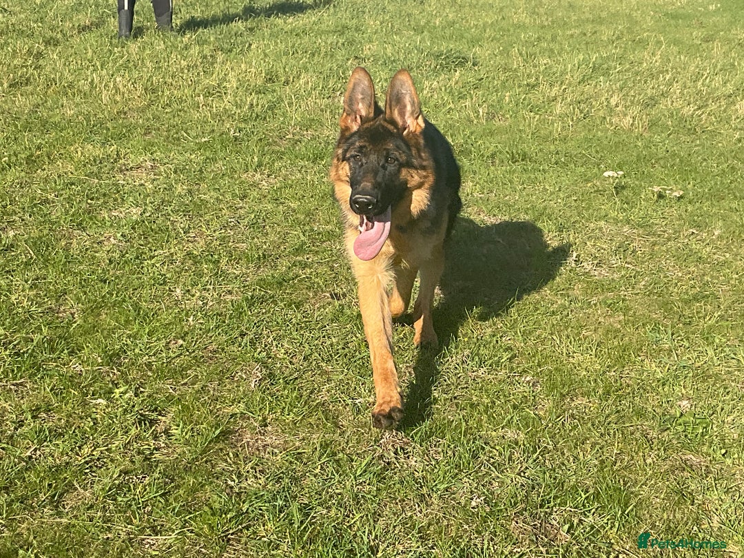 German Shepherd dogs for sale: 25 years experience breeding German Shepherds  - Image 1