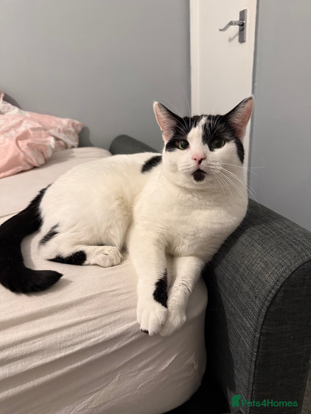 Domestic Shorthair cats for sale: Nova - indoor cat looking for new family - Advert 2