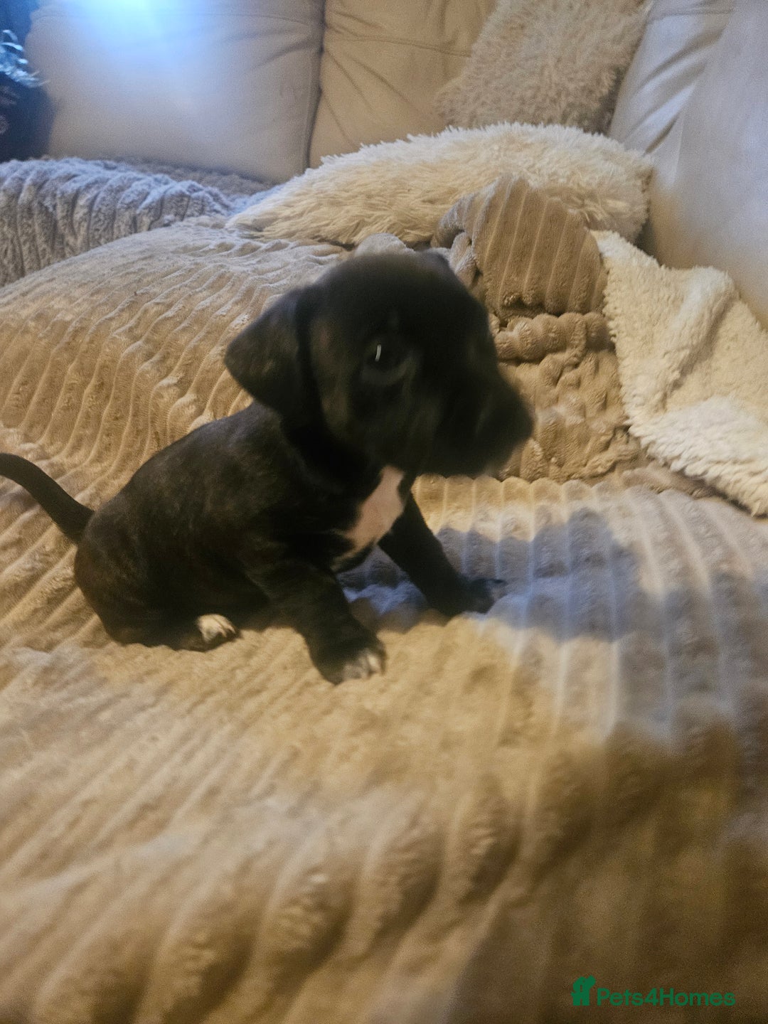 Mixed Breed dogs for sale: Staffy cross jacksui - Advert 17