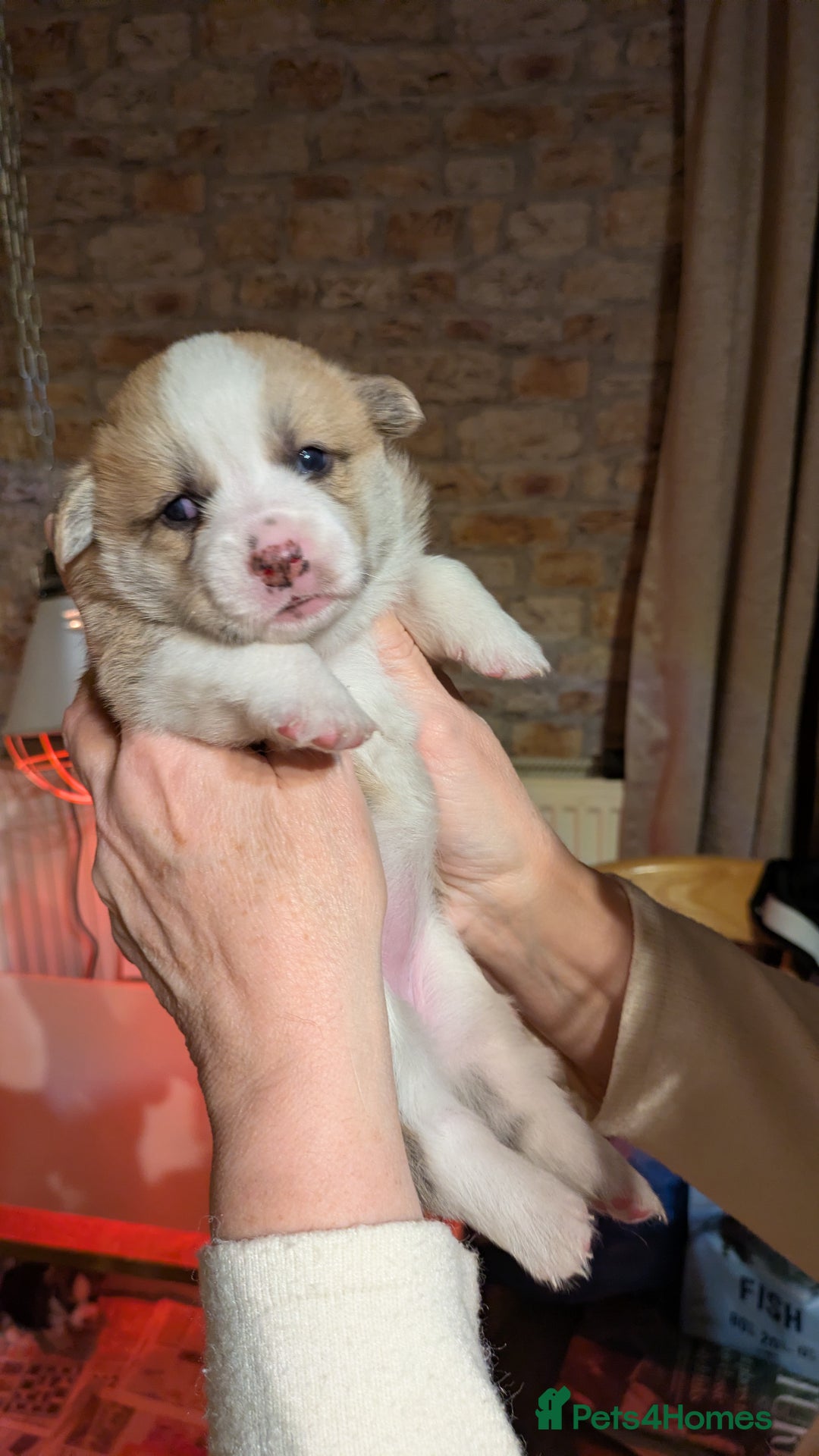 Welsh Corgi Pembroke dogs for sale: Stunning big boned corgi bitch pup - Advert 3