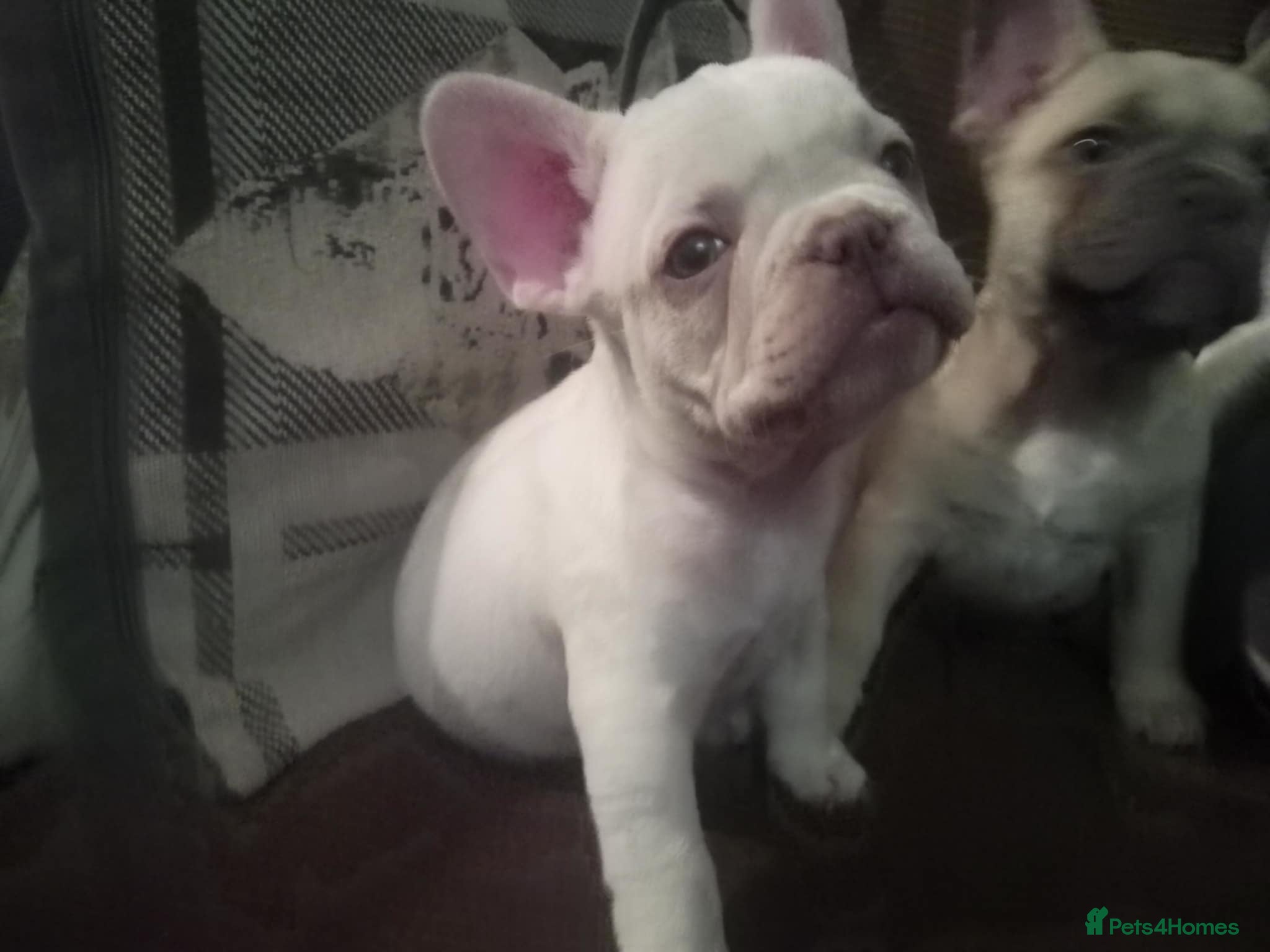 French Bulldog dogs French Bulldog Puppies For Sale  - Advert 4