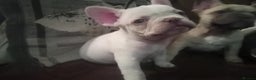 French Bulldog dogs for sale: French Bulldog Puppies For Sale  - Advert 6