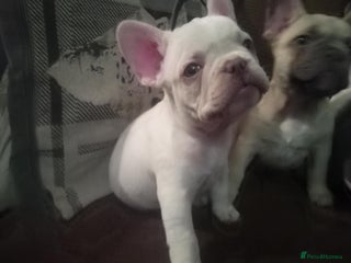 French Bulldog dogs French Bulldog Puppies For Sale - Advert 4