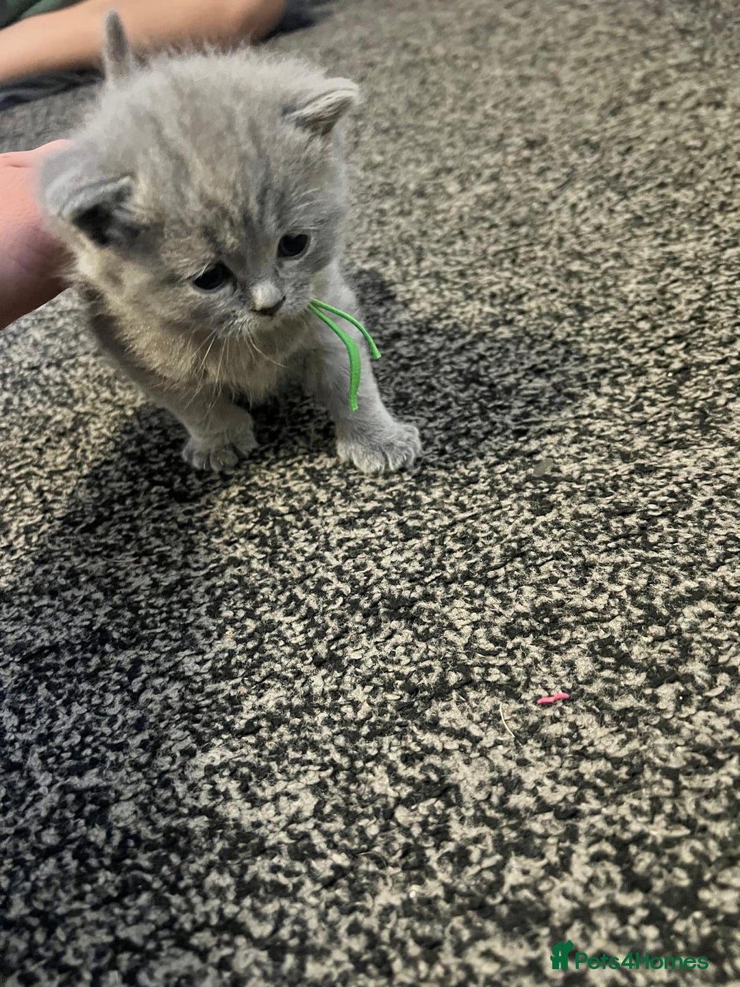 British Shorthair cats for sale: British short hair blue - Advert 2