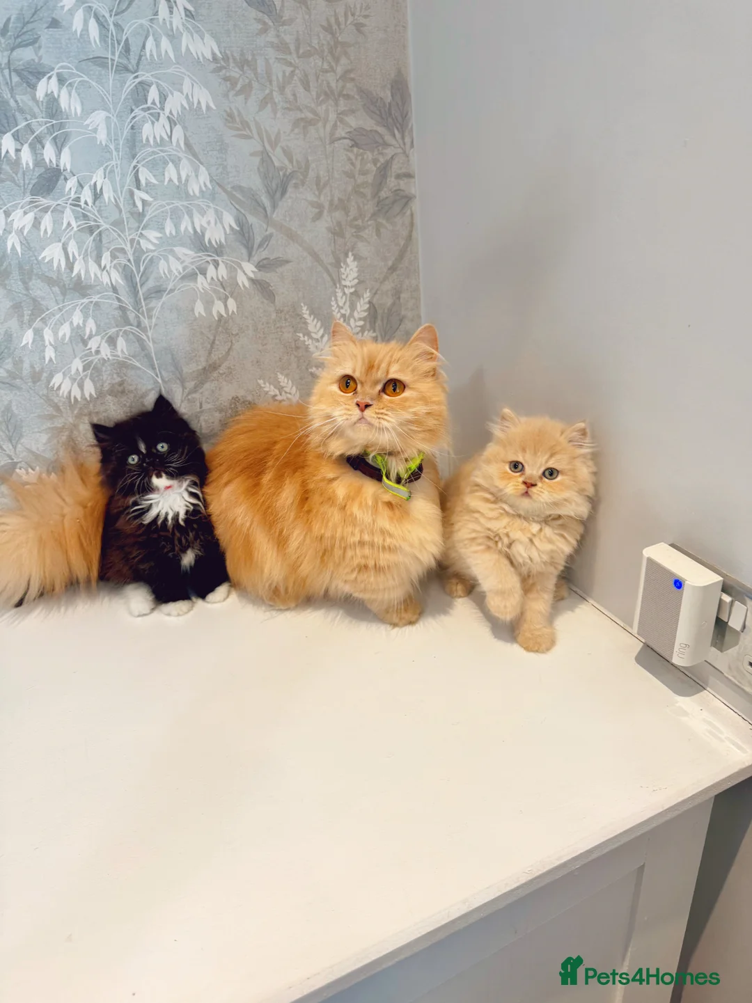 Persian cats for sale: Beautiful Long-Haired Persian Kittens - PKD neg - Advert 2
