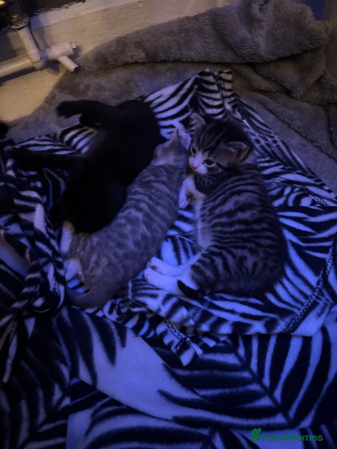 British Shorthair cats for sale: kittens for sale!  - Image 2