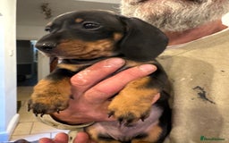 Miniature Dachshund dogs for sale: Miniature Dachshund Puppies  - Image 16
