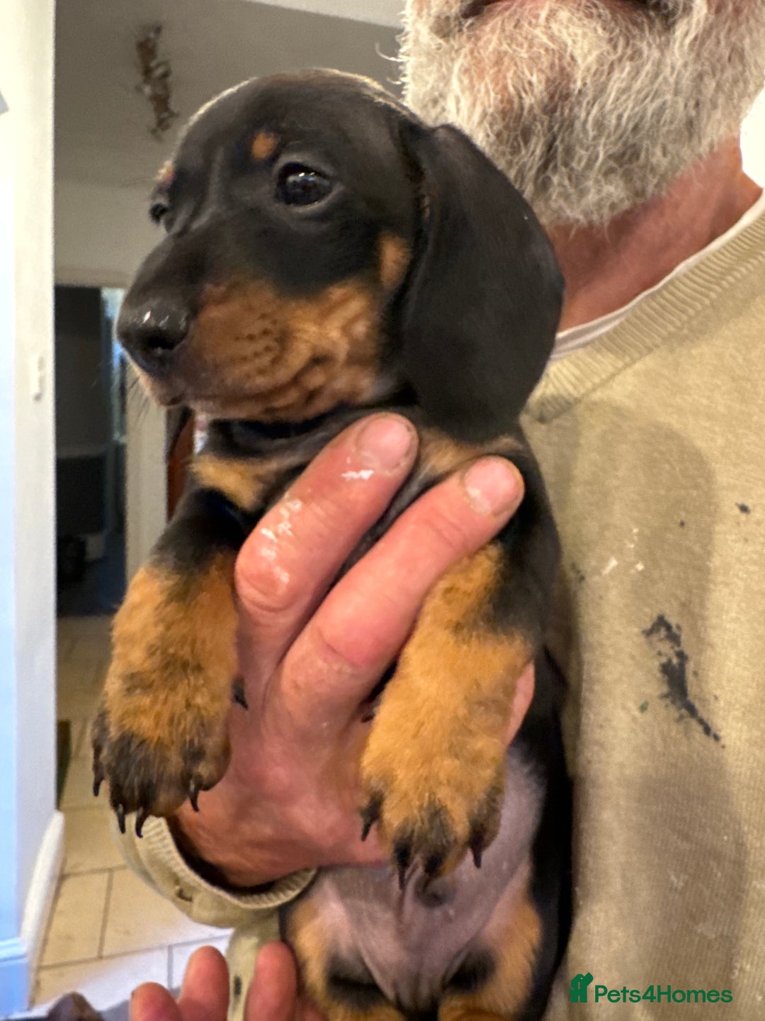 Miniature Dachshund dogs for sale: Miniature Dachshund Puppies  - Image 16