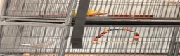 Conures birds for sale: Conure - Advert 3