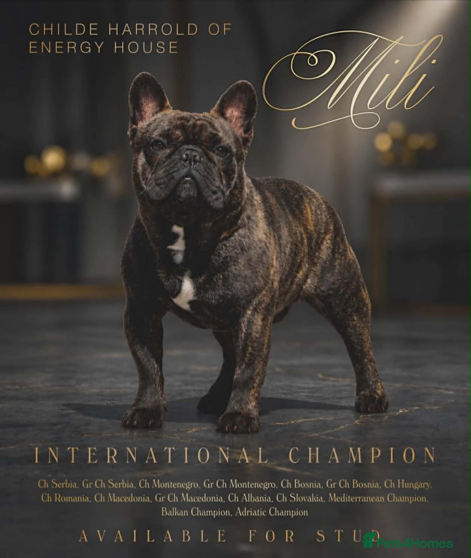 French Bulldog dogs International Champion French Bulldog for Stud - Advert 1