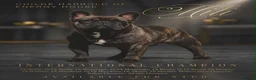 French Bulldog dogs for stud: International Champion French Bulldog for Stud - Advert 1